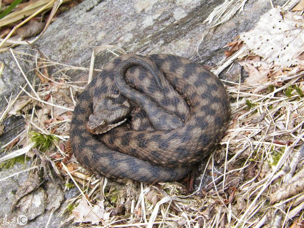 吉林盛会,领导亲临,同胞共聚佳节