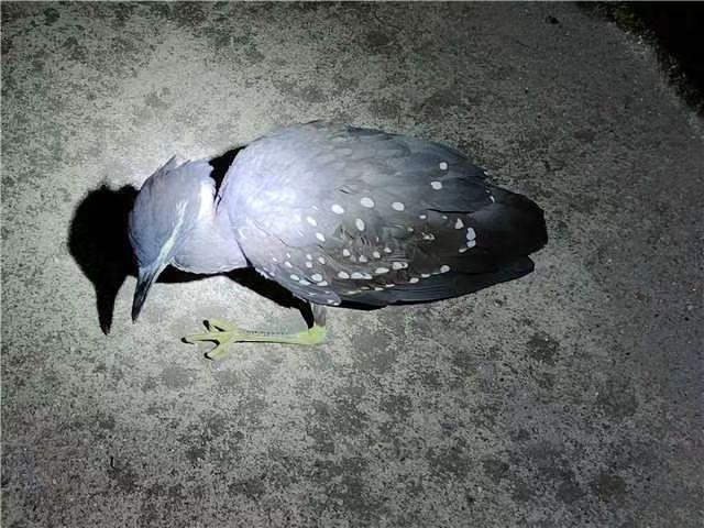 海南发展与保护的双重挑战与机遇，我的观点分析