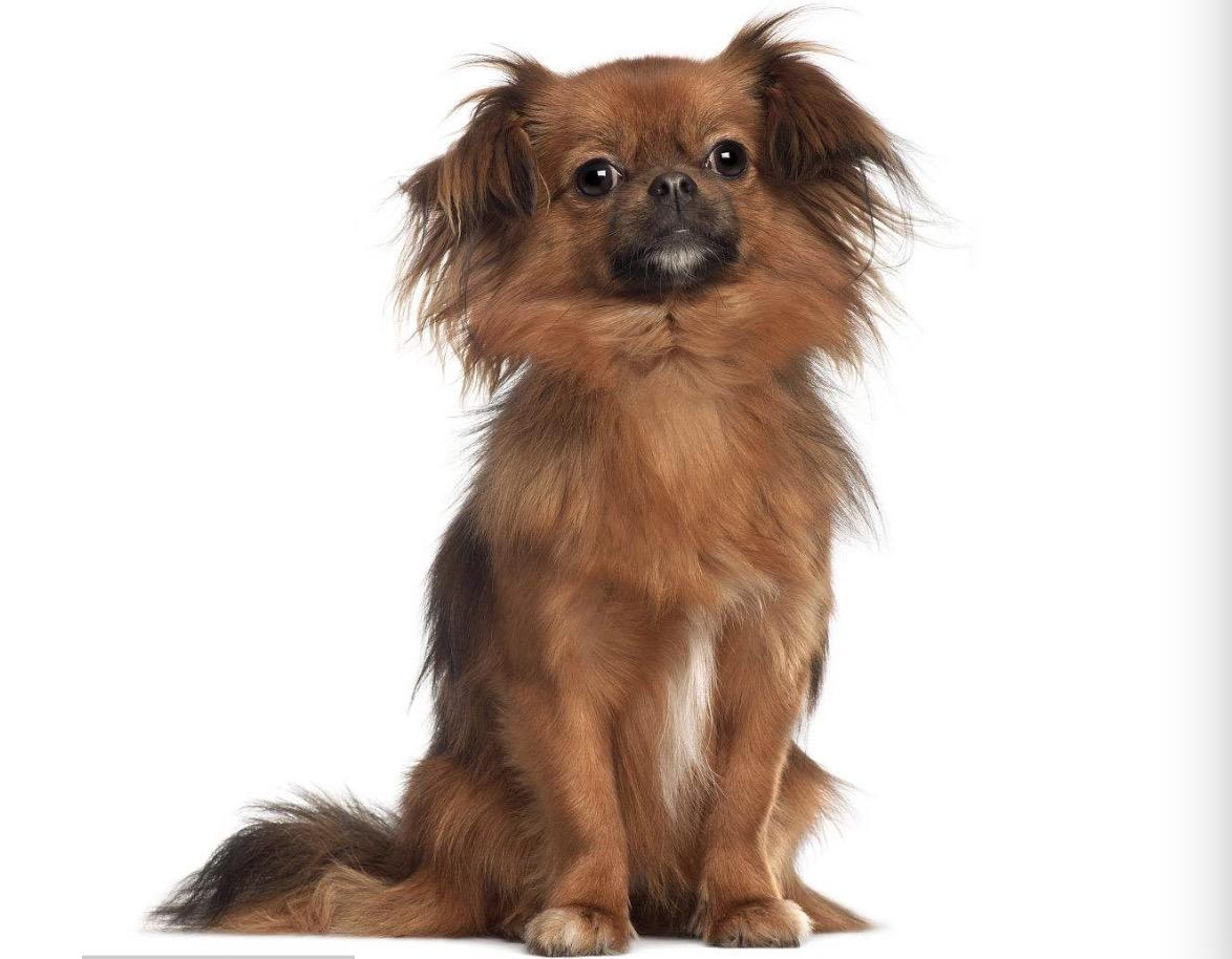 神秘西藏,探寻高原文化的瑰宝