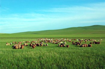 呼伦贝尔,草原之心的壮丽世界探索之旅
