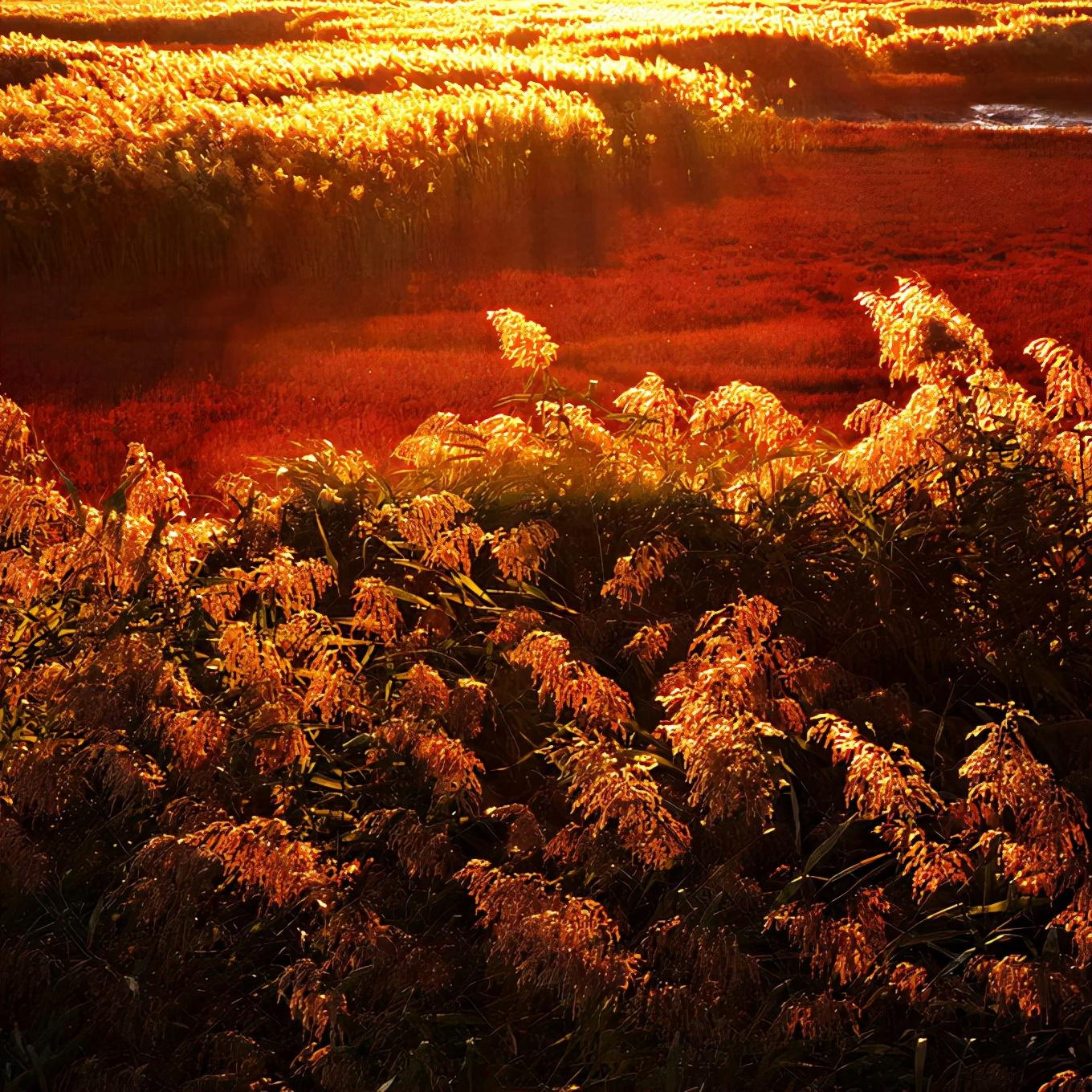 盘锦，湿地之都，生态典范之城